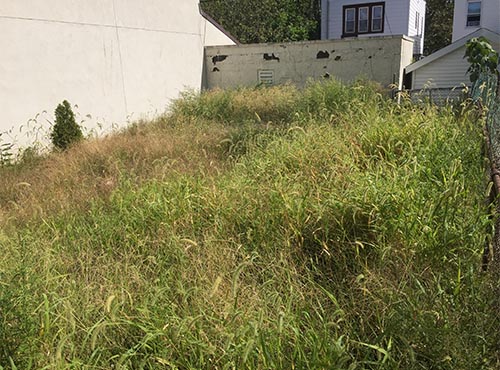 Backyard grass and weeds removal in New York City (before)